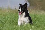 BORDER COLLIE 763